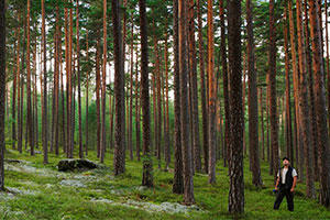 Pine forest