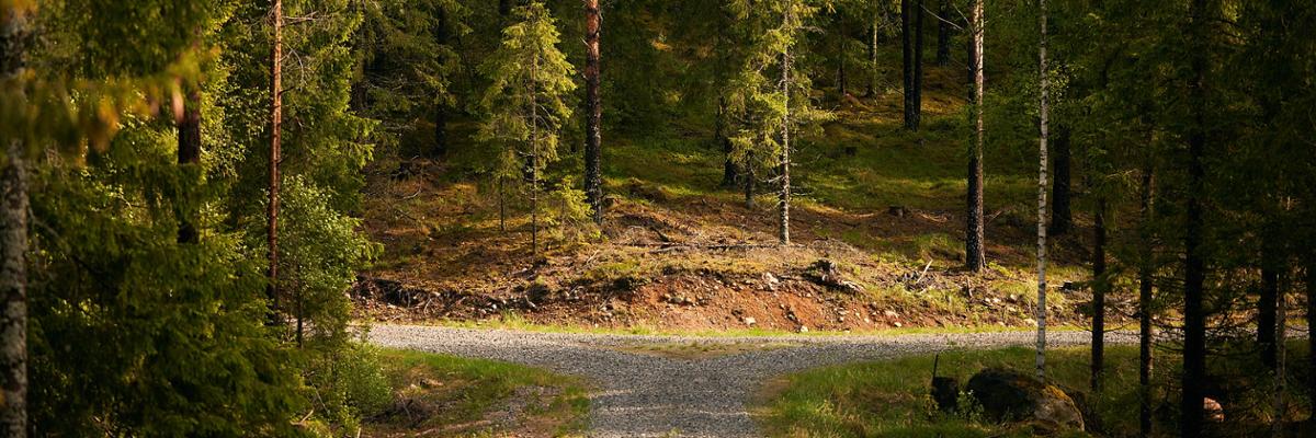 Forest road