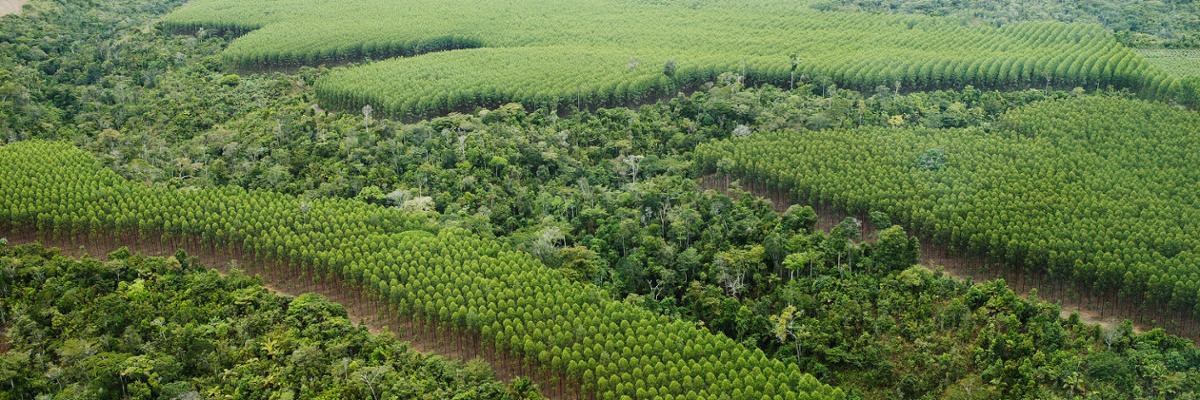 Plantations in Brazil