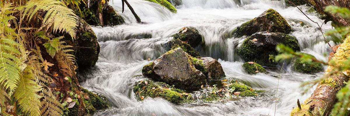 Stream in the forest