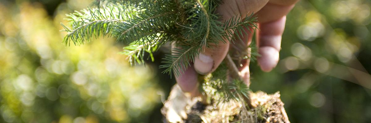 Hand holding a pine seedling