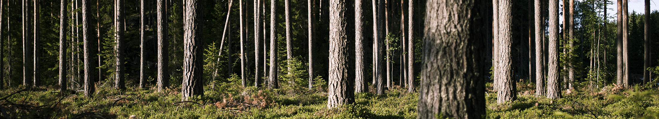 Stora Enso Forest